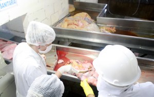 Técnicos da Prefeitura inspecionam todos os animais abatidos em Beltrão em busca de indícios de doenças e lesões