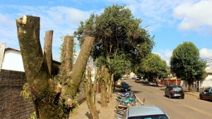 Podas irregulares podem render multa de mais de R$ 2 mil e representam risco para as árvores e pessoas